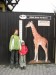 Hoky a žirafa - kdo je větší